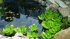 A pond or water ecosystem that needs to be preserved.
