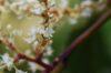 Photo: Don’t get caught in the Japanese Knotweed roots!